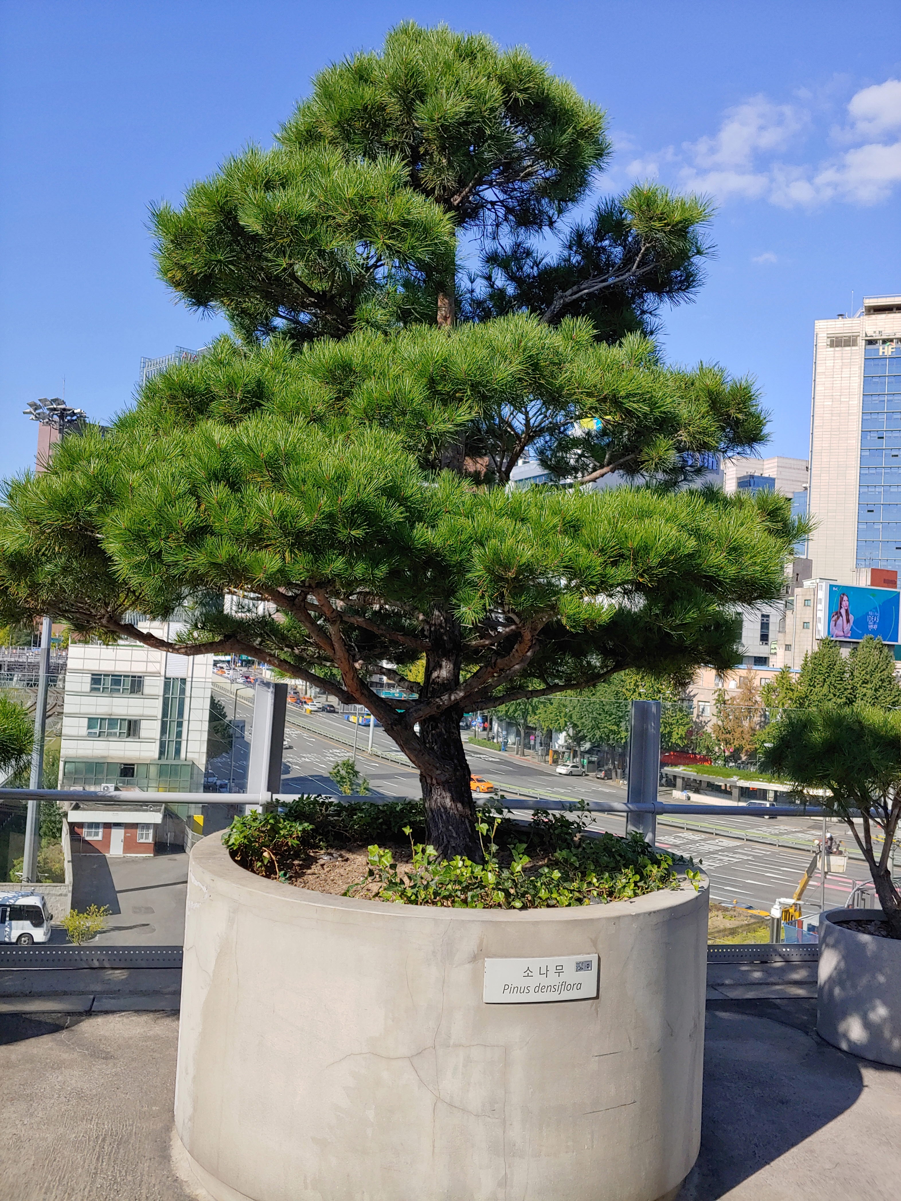 서울로 7017 산책 - 휴식같은 여행으로의 초대 이미지