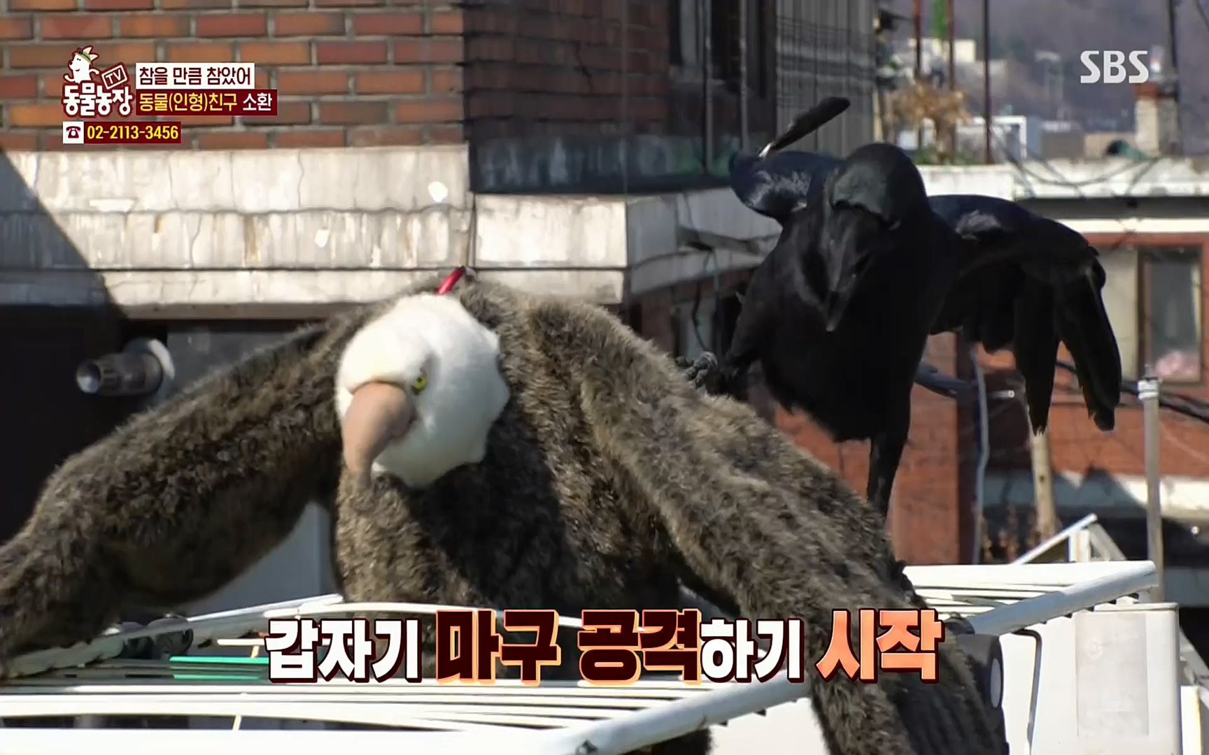 TV 동물농장.E1062.220327p.H264-F1RST.mp4_20220327_174436.933.jpg