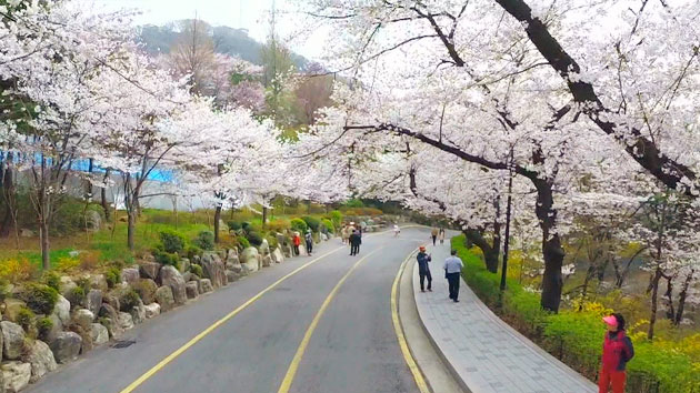 남산 서울타워 벚꽃