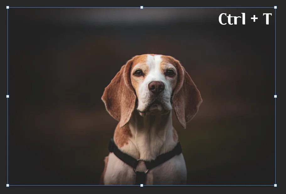 어도비 포토샵에서 ctrl과 T를 누른 모습