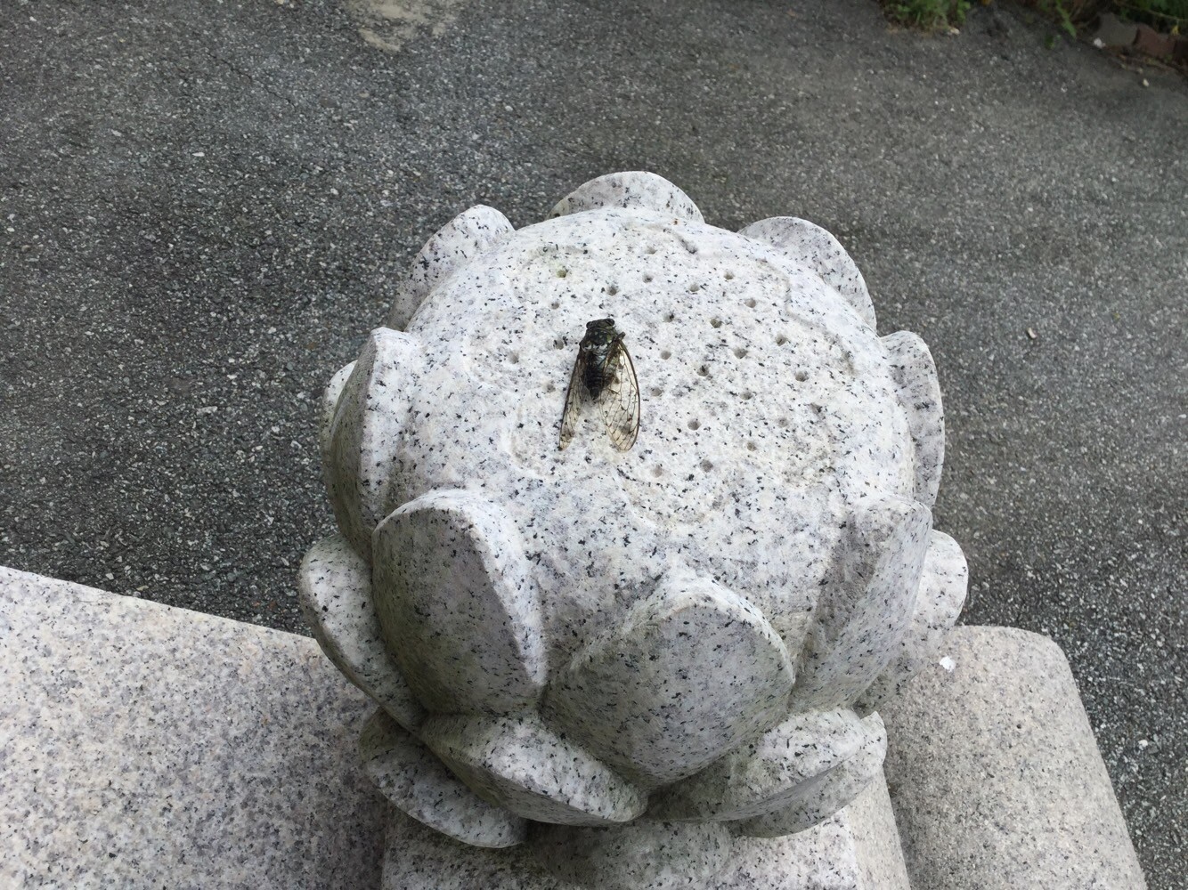  매미의 죽음
