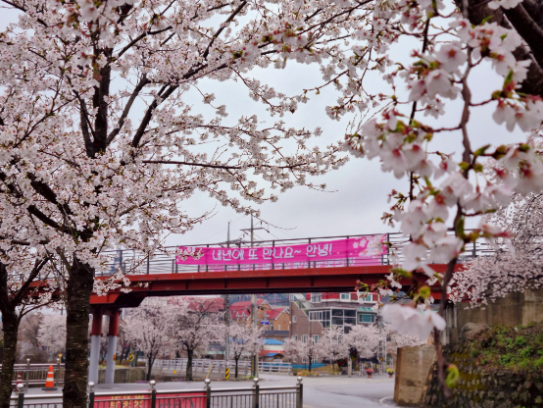 에덴 벚꽃길 벚꽃 축제 작년 이미지