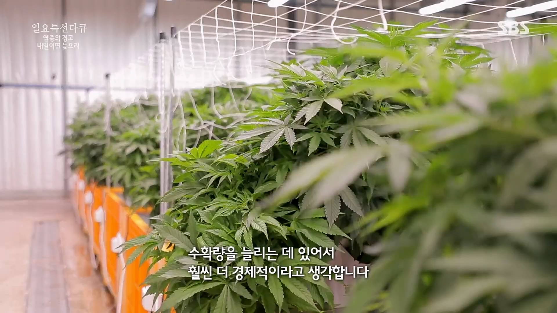 일요 특선 다큐멘터리.E305.230226p.H264-F1RST.mp4_20230301_011004.654.jpg