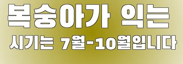 복숭아가 익는 시기는 7월-10월입니다