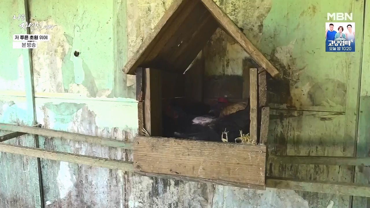 나는 자연인이다.E607.240530p-NEXT.mp4_20240530_200519.314.jpg