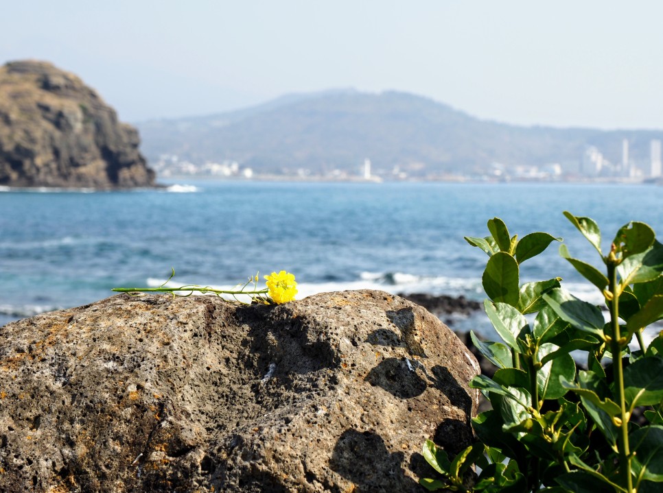 오늘 24도 가볍게 입으세요 2월 제주도 날씨 10