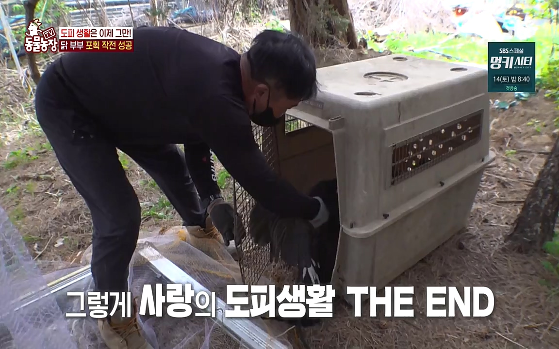 TV 동물농장.E1068.220509p-NEXT.mp4_20220508_173826.494.jpg