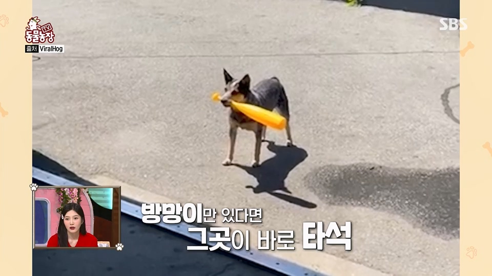 TV 동물농장.E1128.230709p.H264-F1RST.mp4_20230709_183510.162.jpg