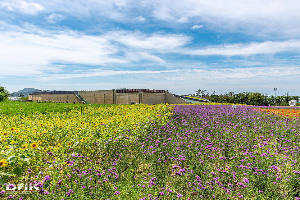 국내 1박2일 여름 여행 추천1박2일 서해 섬여행 신안 가볼만한곳 자은도 1004뮤지엄파크 세계조개박물관, 해바라기 26