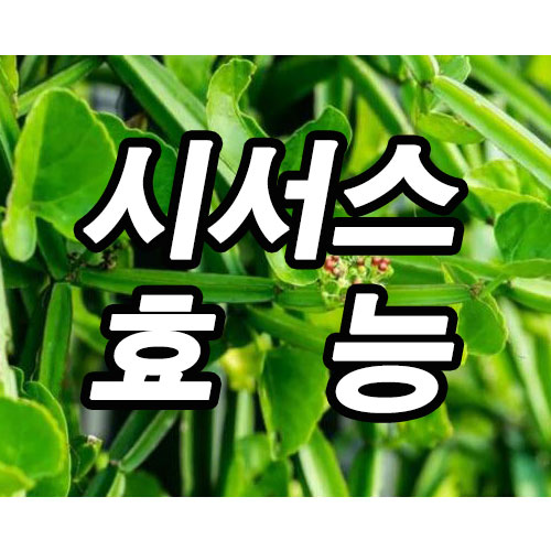  시서스 효능
