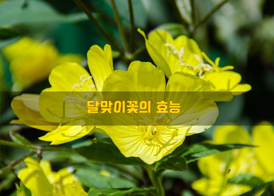  달맞이꽃의 효능
