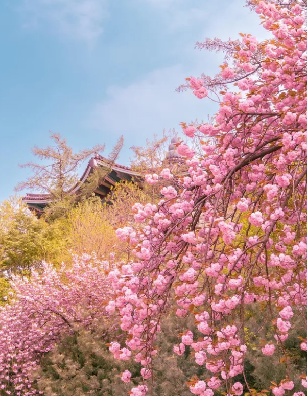 서울-어린이대공원-겹벚꽃