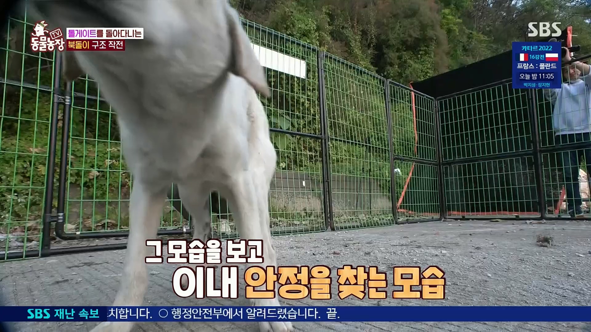TV 동물농장.E1098.221204p.H264-F1RST.mp4_20221204_175420.178.jpg