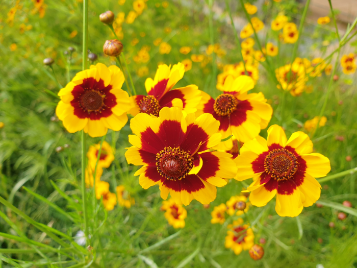 기생초-특징-여름꽃