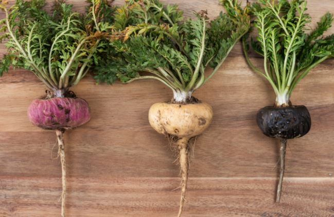  남성 갱년기 활력충전 영양제 마카(MACA) 효능 부작용 하루권장량