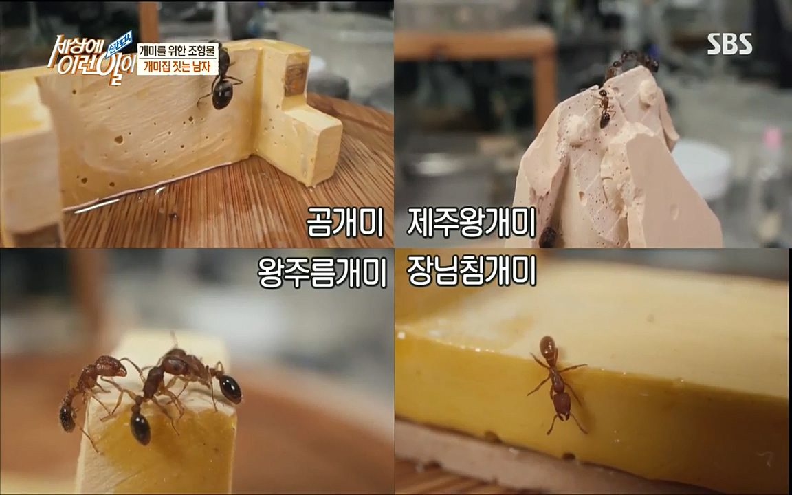 순간포착 세상에 이런일이.E1193.220816.H265p-BULDU.mp4_20220817_202748.995.jpg