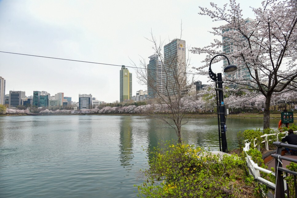벚꽃
