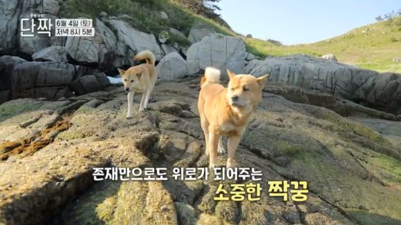 동물극장 절친 이용오 반려견, 동해, 동해, 동해, 자연제작, 아일랜드 위치 19차 동물극장 절친 황도, 동해, 동해, 아일랜드 블루스 촬영지 6월 4일 9