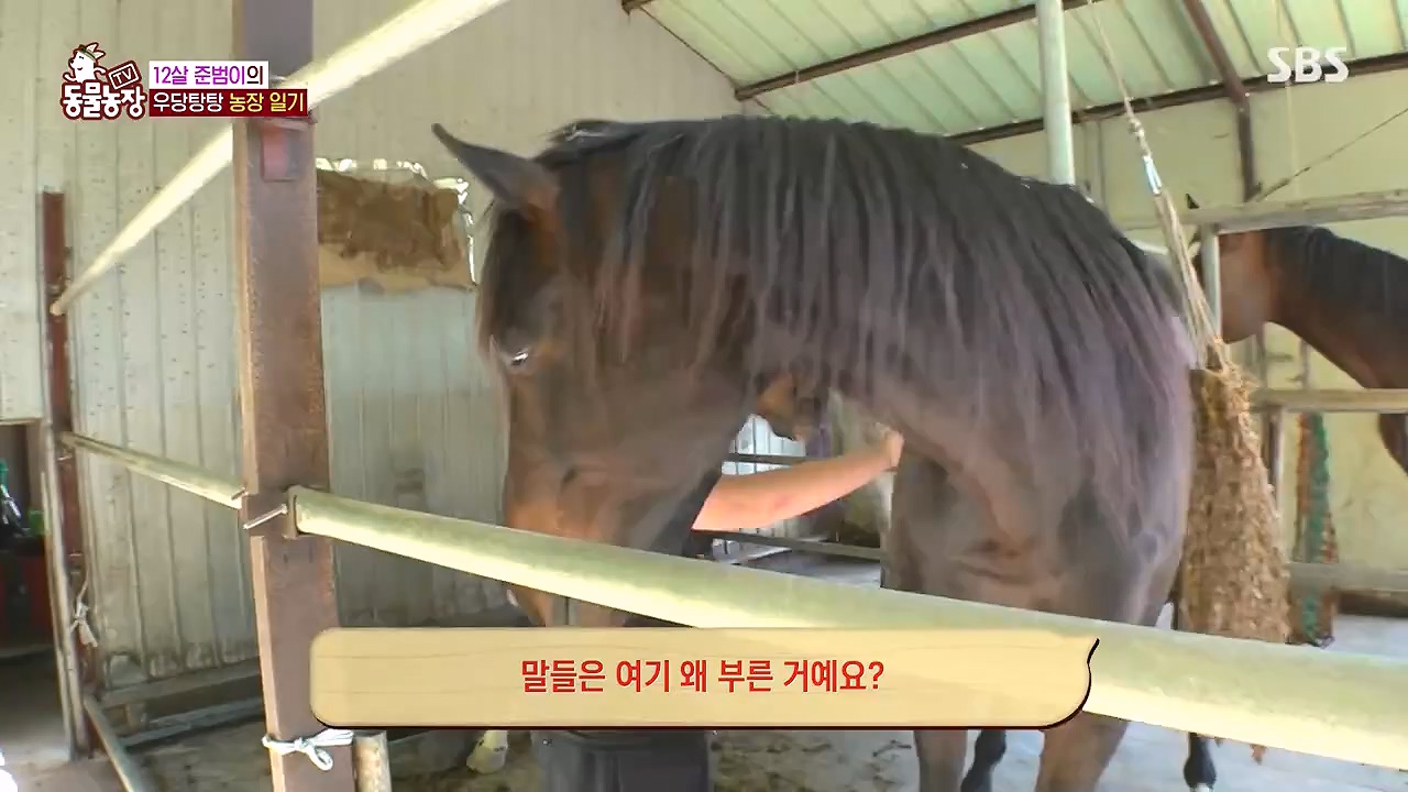 TV 동물농장.E1178.240630.ts_20240630_164640.547.jpg