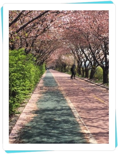  올해는 벚꽃 보러 서울 꽃 놀이 명소 갈 수 있을까?!!
