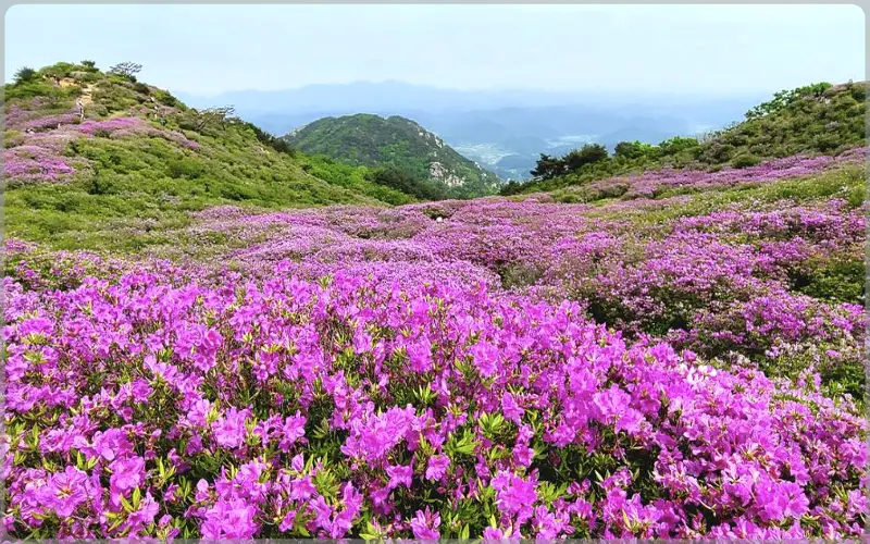 황매산 철쭉축제_1