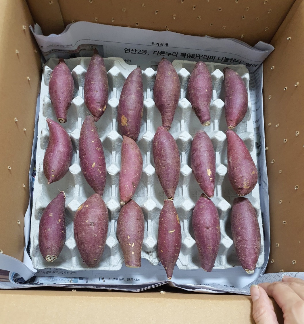 시어머님께 배운 고구마 싹 나지 않도록 보관하는 방법 시어머님께 배운 고구마 싹 나지 않도록 보관하는 방법