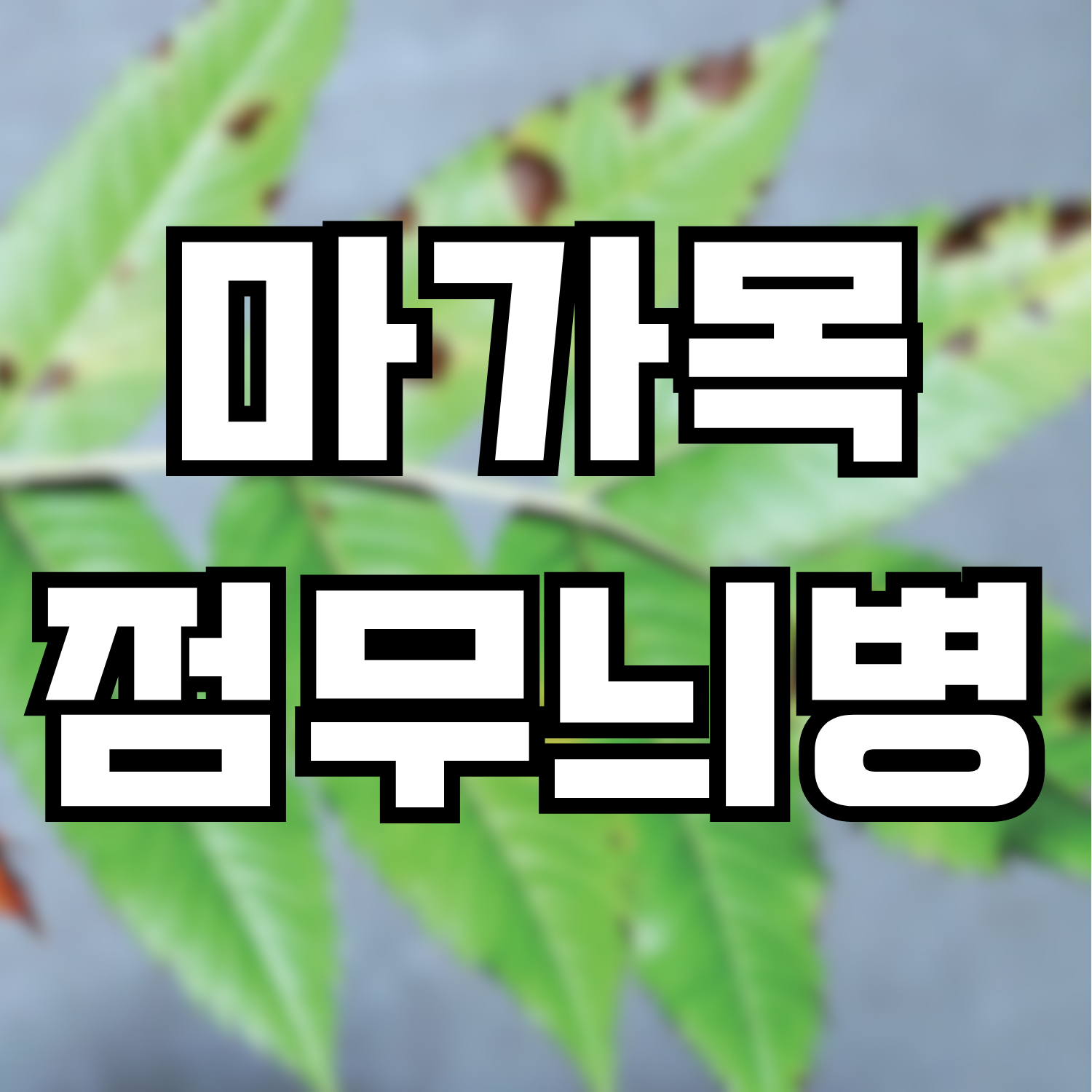  마가목 점무늬병