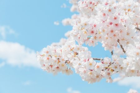 봄꽃-개화시기