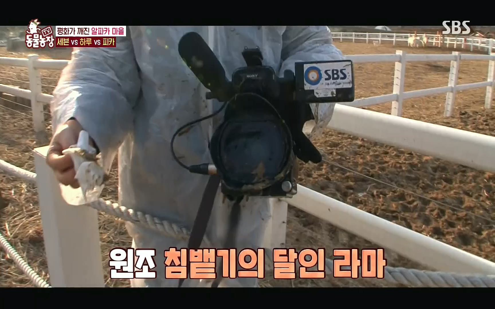 TV 동물농장.E1078.220717p.H264-F1RST.mp4_20220717_151149.561.jpg