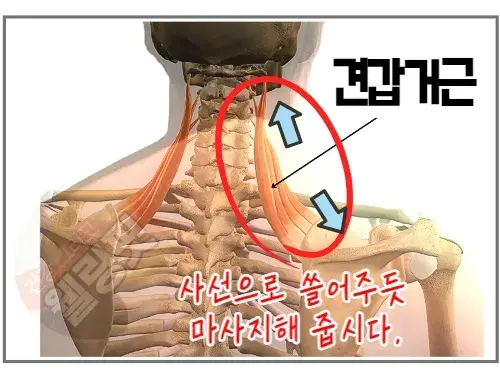 목에-담-풀어주는-견갑거근-스트레칭