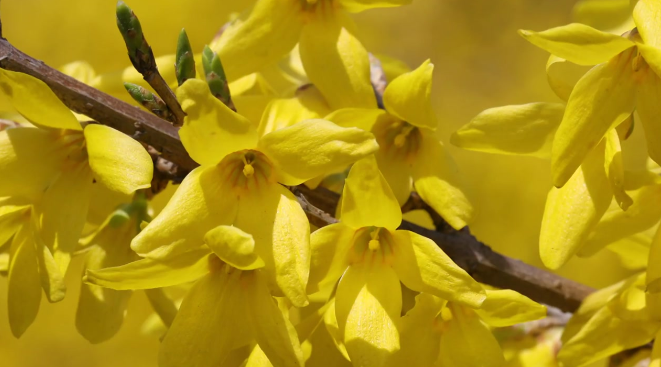 25년 주요 지역별 개화 시기 & 대표 봄꽃 알아봅시다!