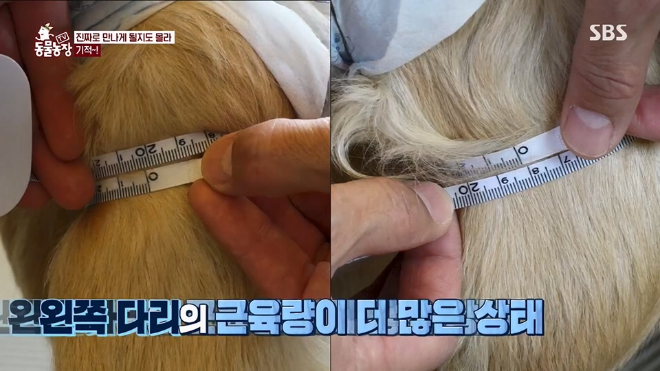 TV 동물농장.E1129.230716p.H264-F1RST.mp4_20230716_183623.391.jpg