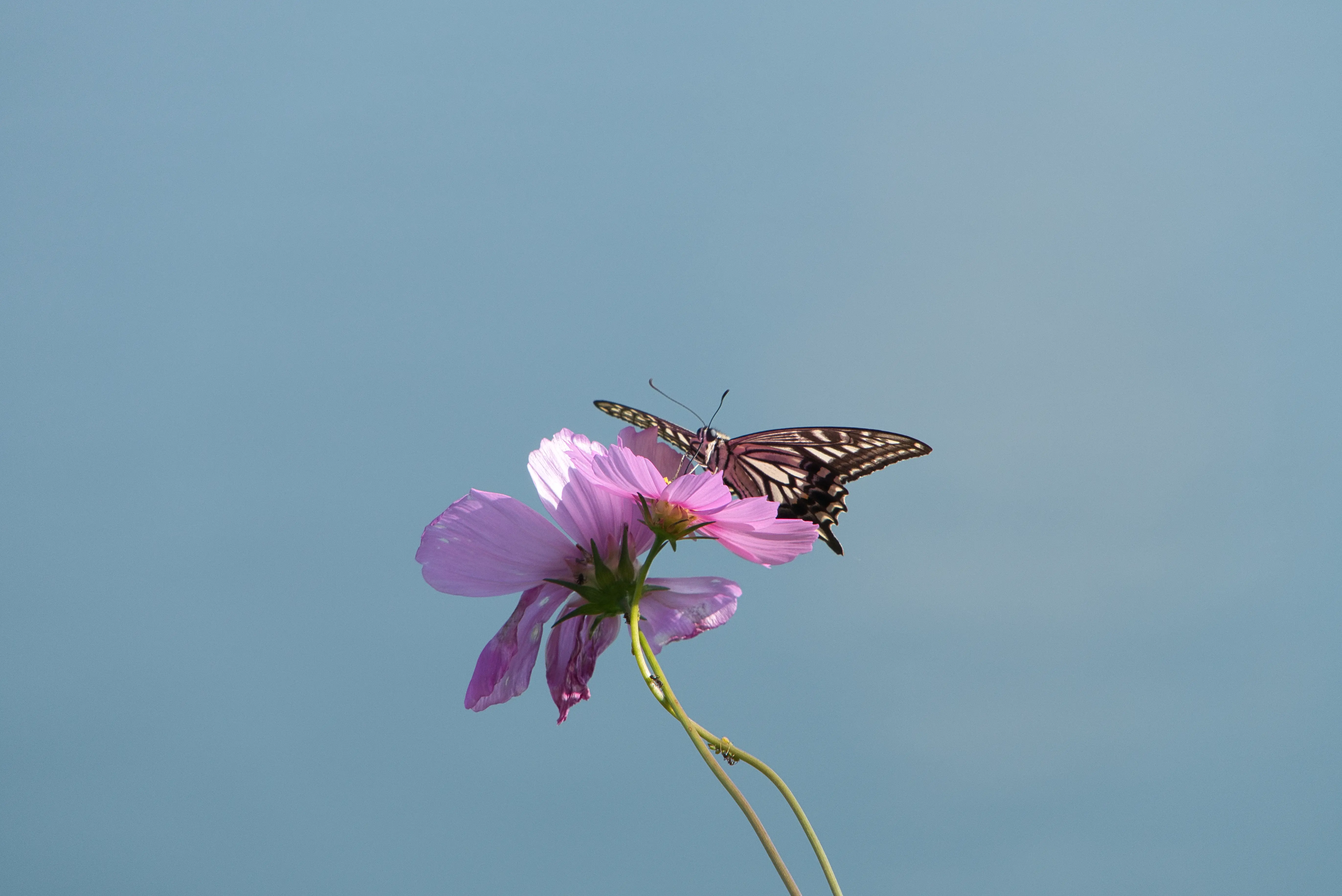 img.webp