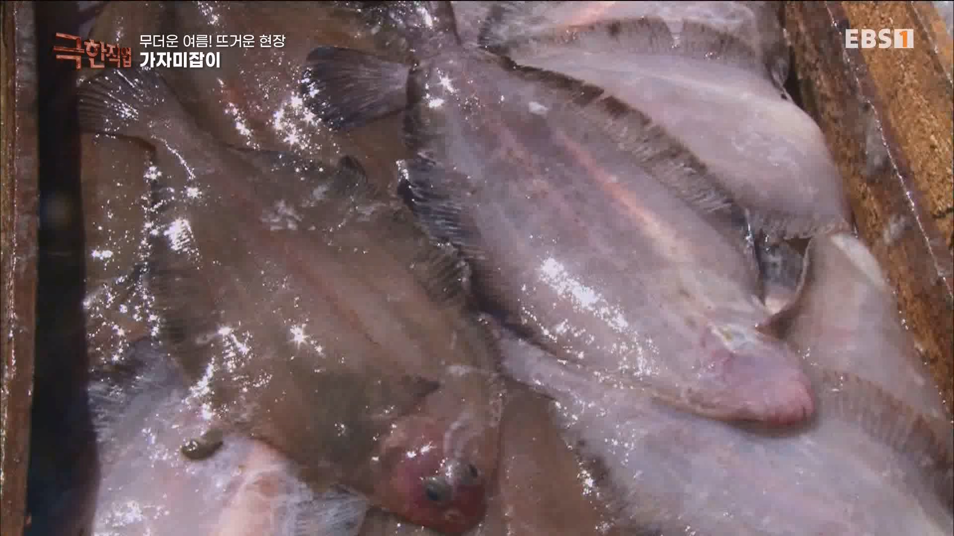 [극한 직업] 가자미잡이와 추어탕 230819.mp4_20230823_203300.624.jpg
