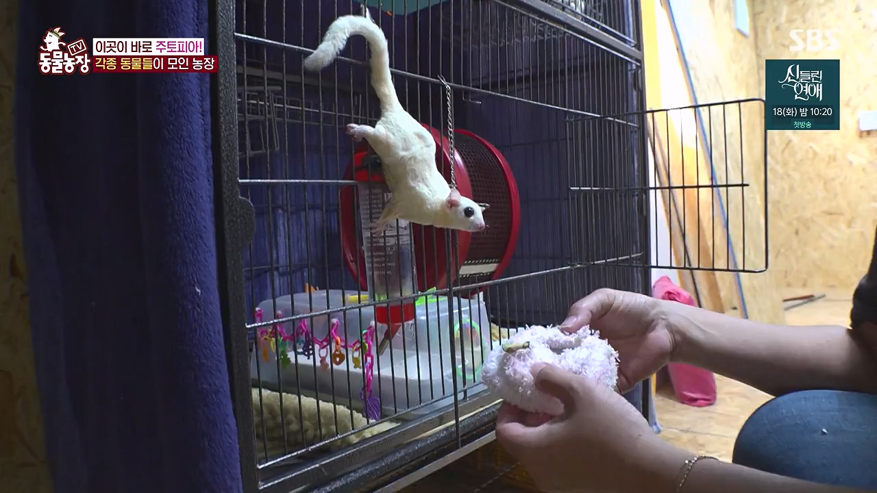 TV 동물농장.E1176.240617p-NEXT.mp4_20240616_171018.343.jpg