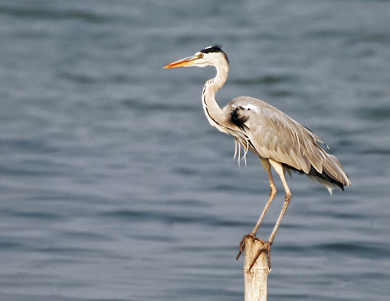  왜가리(으악새)鴃 | Grey heron, Common Heron