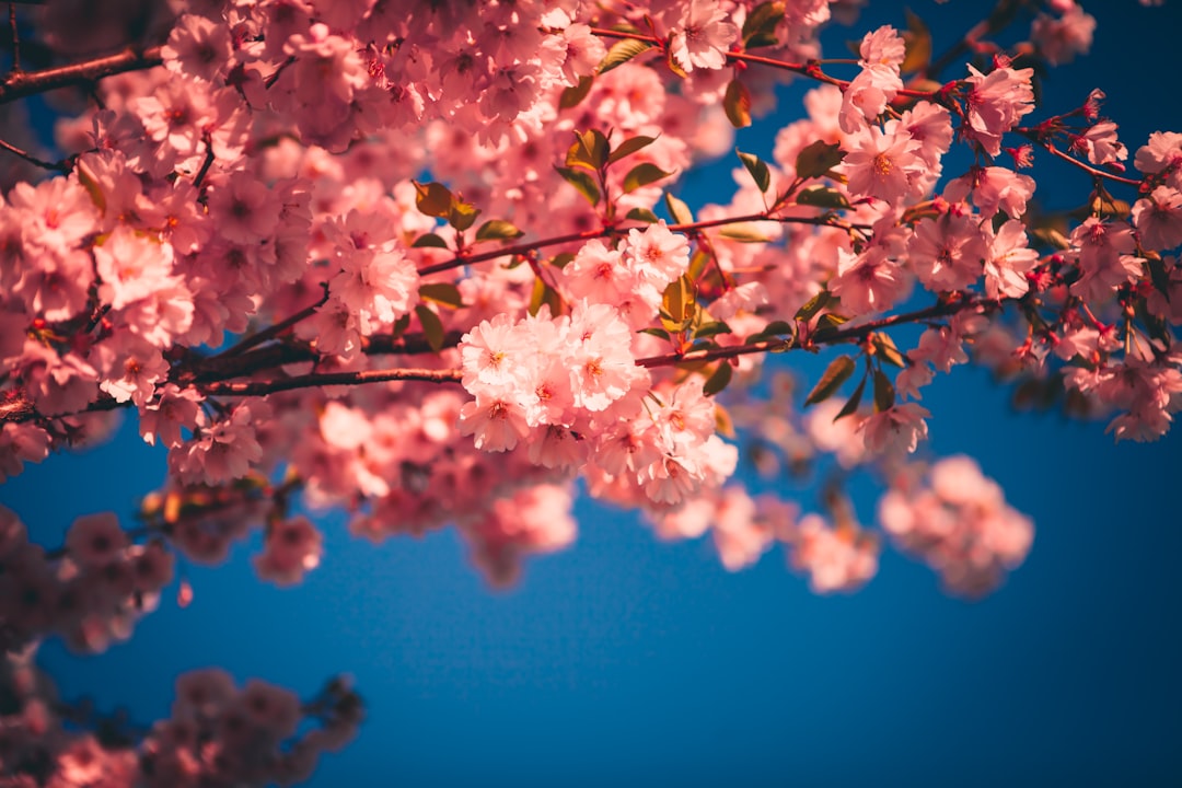 Blooming.