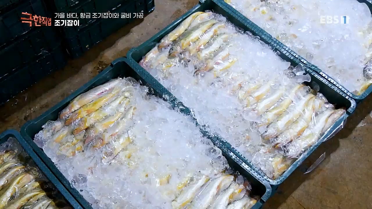 TV - 교육의 중심 EBS가을 바다 황금 조기잡이와 굴비 가공.mp4_20221122_195441.553.jpg