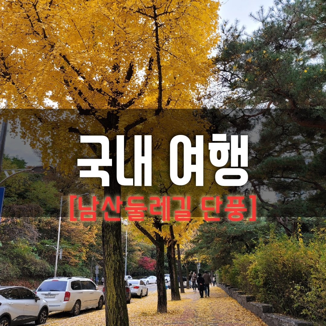  남산 둘레길 단풍 현황