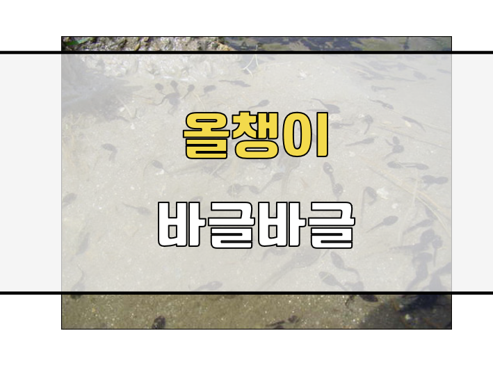 올챙이알