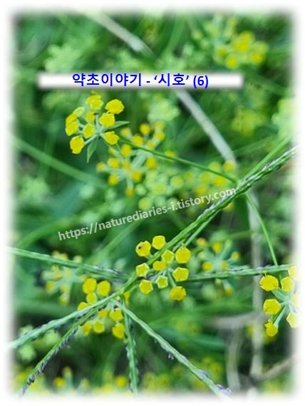 약초 이야기 - 시호 이용부위와 생김새