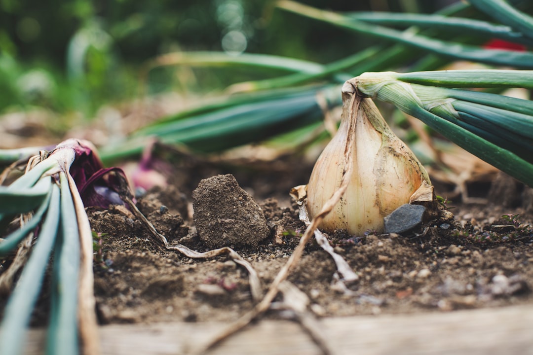 Allium