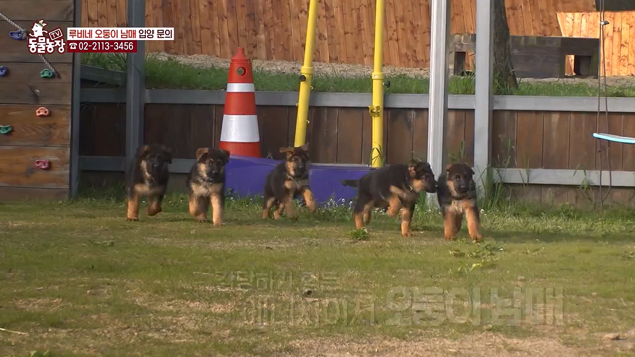 TV 동물농장.E1174.240603p-NEXT.mp4_20240602_155749.796.jpg