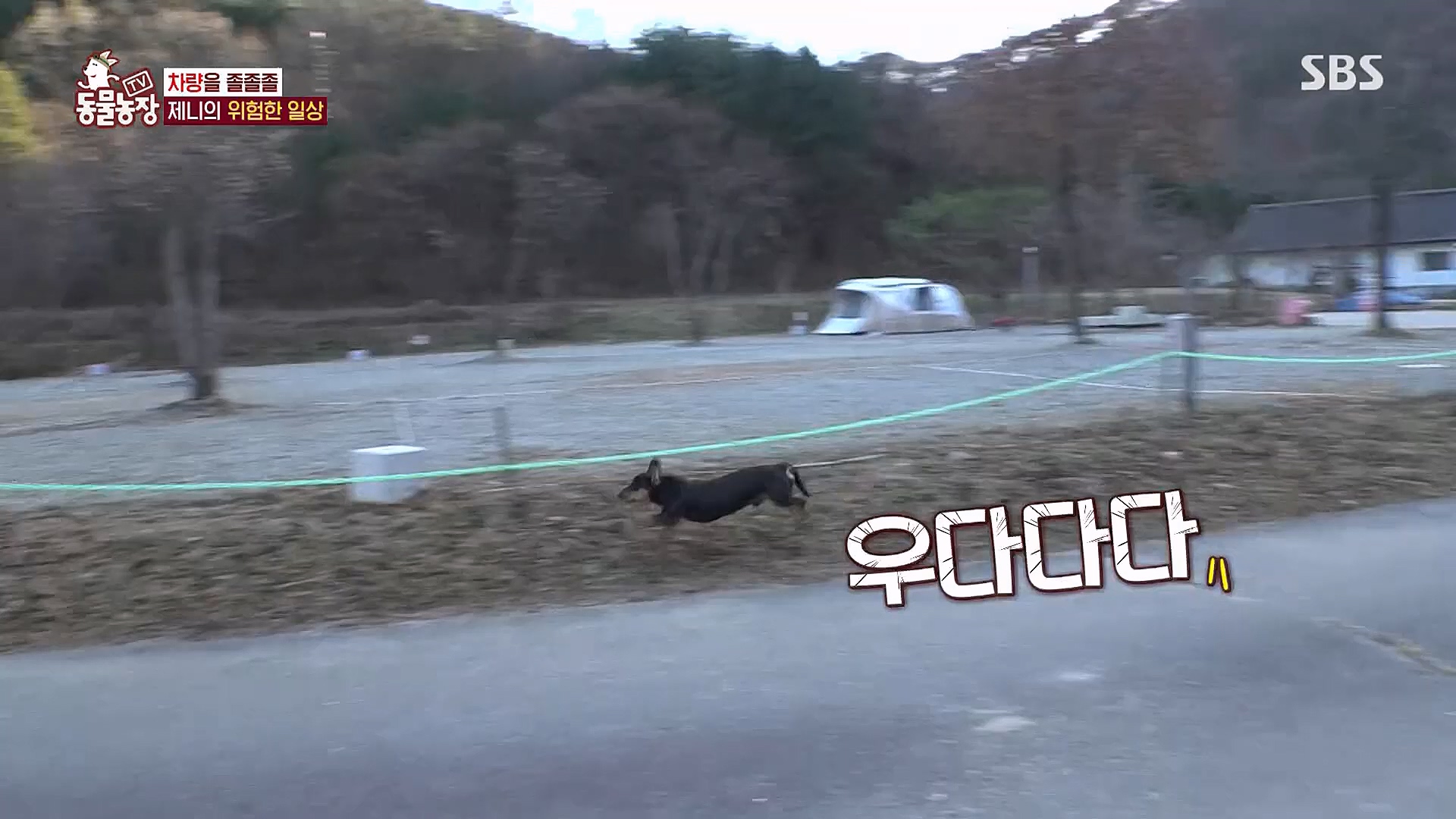 TV 동물농장.E1106.230129p.H264-F1RST.mp4_20230130_192743.778.jpg