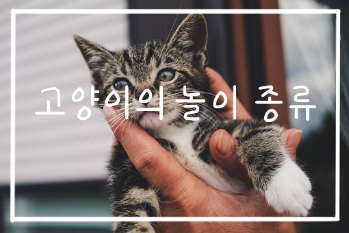  고양이 놀이에 대한 모든 것!!(고양이 놀이에 대한 이해, 놀이의 종류, 놀이의 효과)