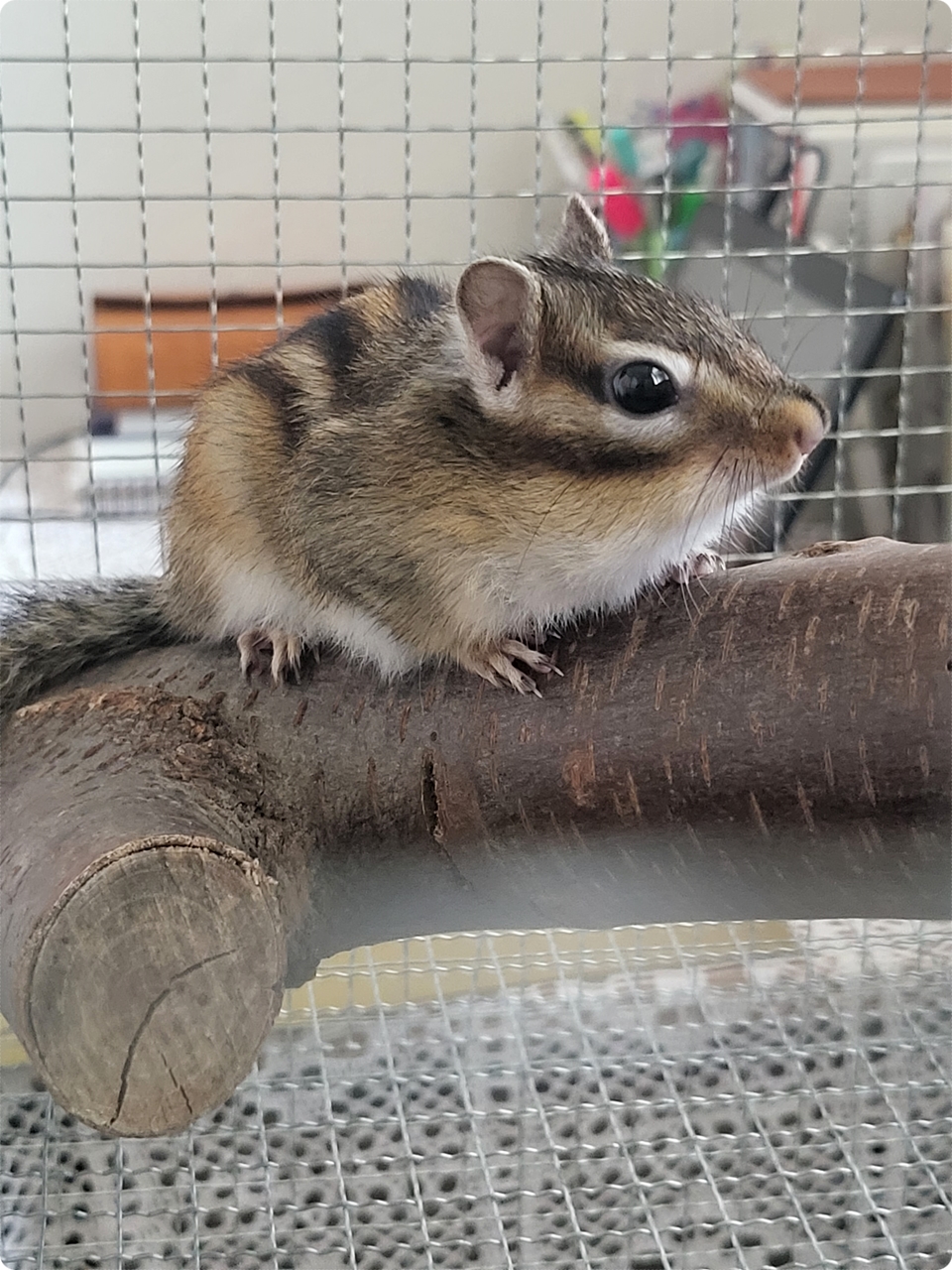 매혹적인 모습을 보여줍니다.