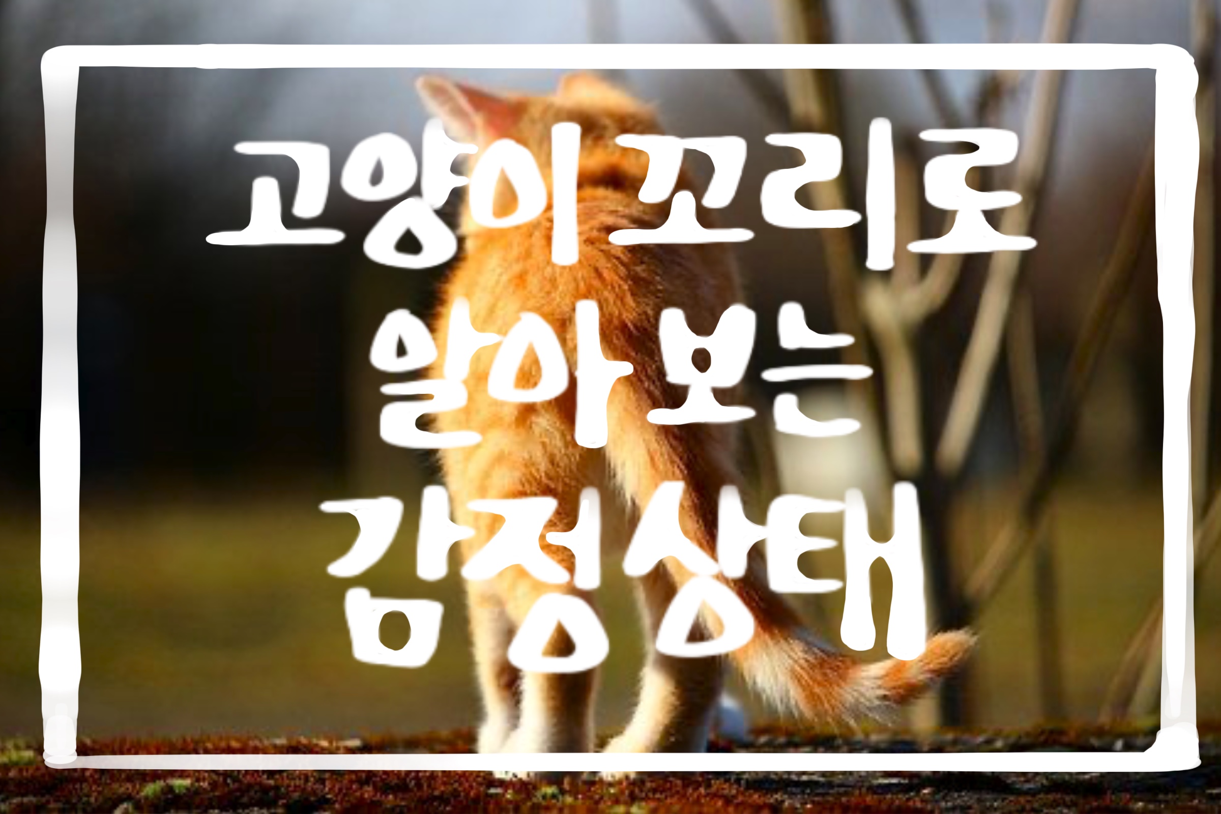  고양이의 의사표현,고양이 꼬리 움직임으로 알아 보는 고양이의 감정 상태