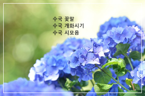 수국