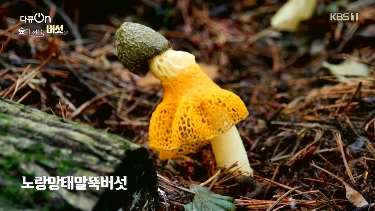 다큐 온.E227.231120p-NEXT.mp4_20231121_201831.249.jpg