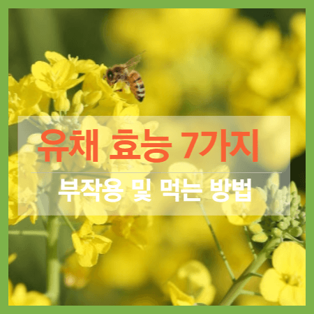 유채 효능 7가지&#44; 부작용 및 먹는 방법